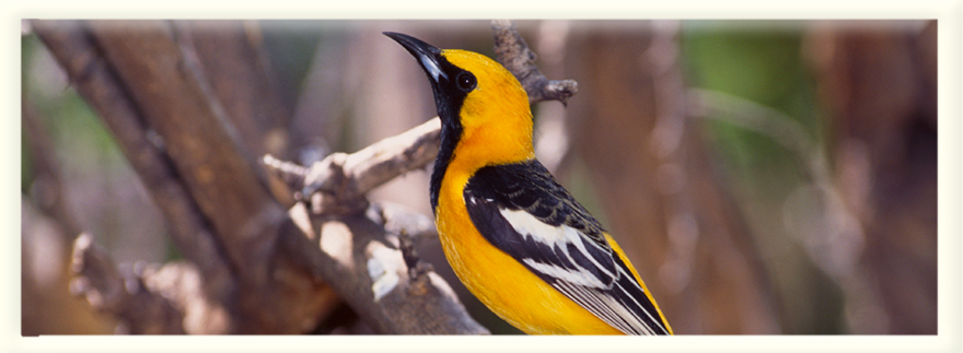 The Cape on Bowen Nature Photograph